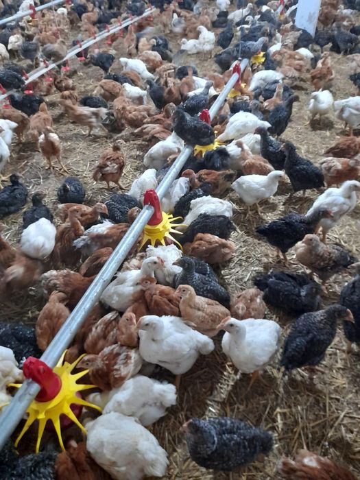 Rate pui alb si rasa mixta  cu livrare