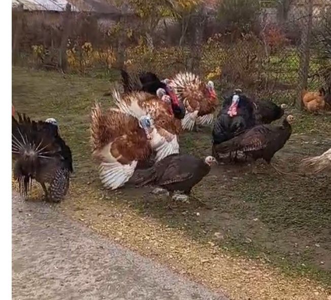 Селски Пуяк и пуйки