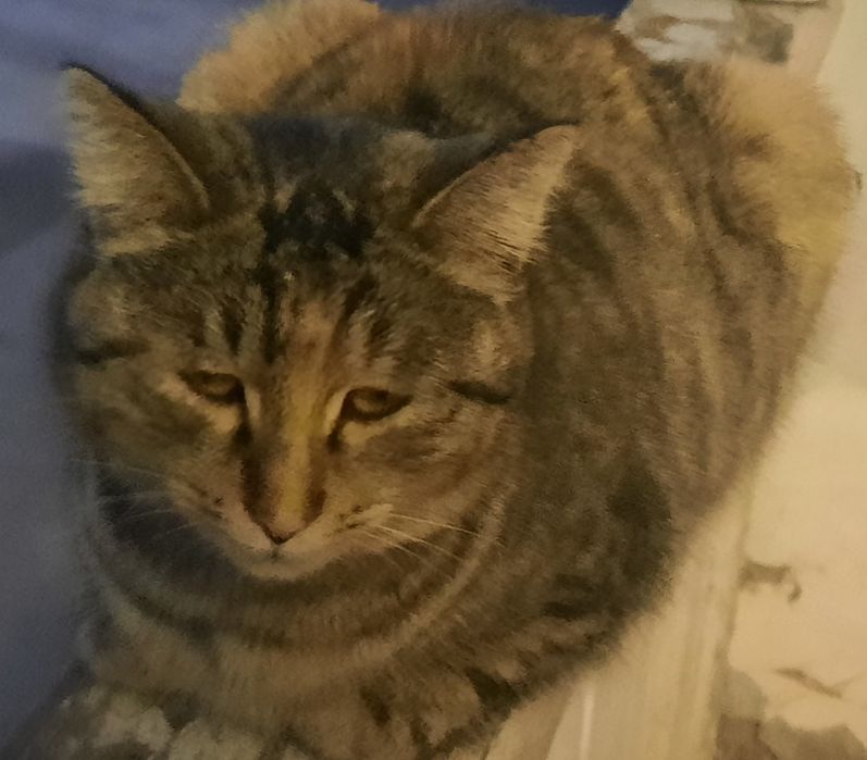 MUSHUKCHA SOTILADI kelishtirib  beramiz