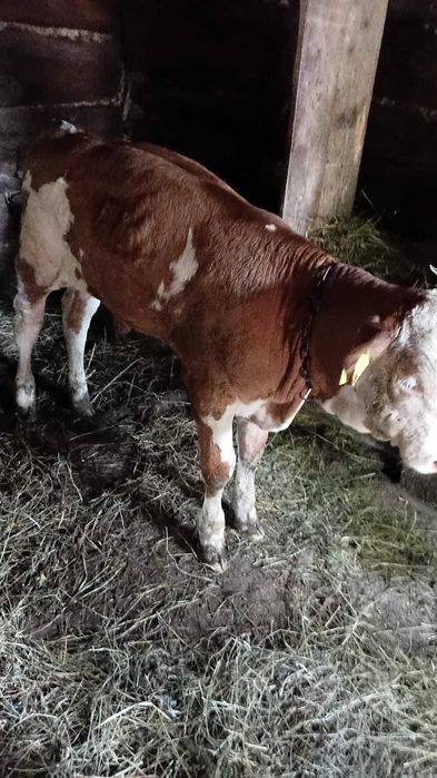 Vand vitea baltata de 2 luni