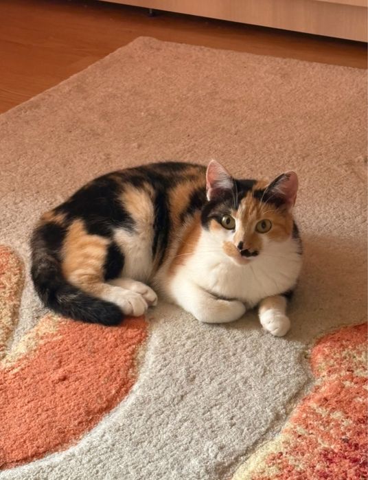 pisicuta calico toate vaccinurile castrata sterilizata