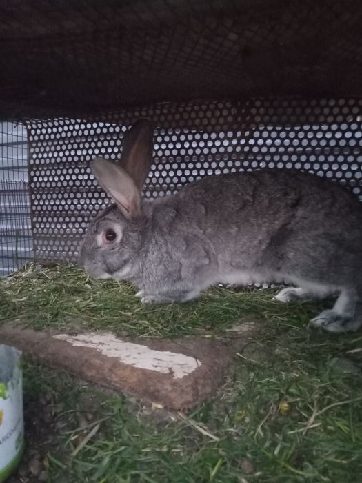 Продам кроликав продам