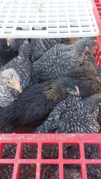 Vând puii de carne și rasa mixta