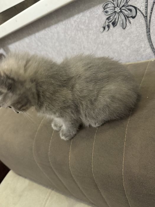 Британец мальчик,1,5 месяцев