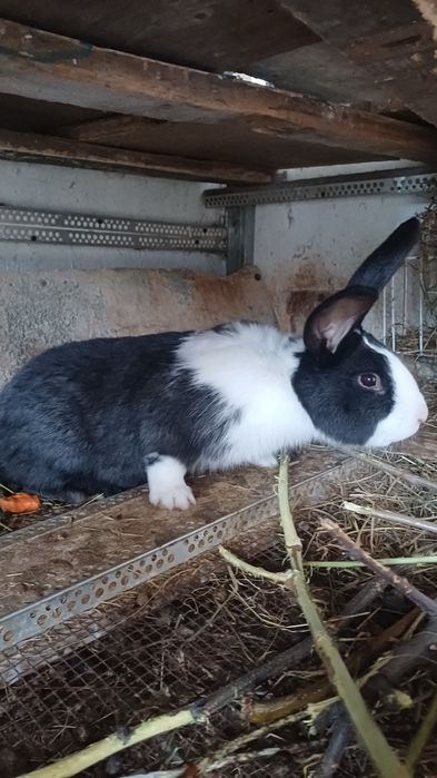 Vând  mascul  hycole ..