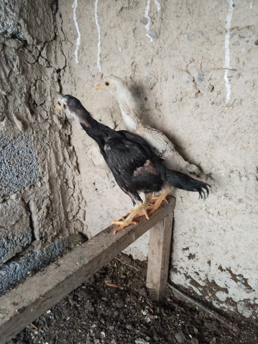 2 ta dakan joja yaponga karesdan chiqan toza narsala