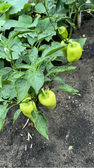 Продам помидоры   Перец сладкий.  Баклажаны