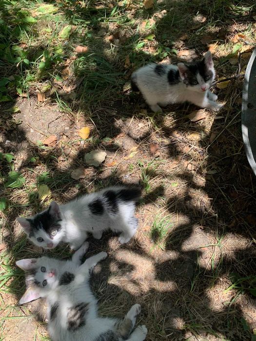 Подаряваме котенца