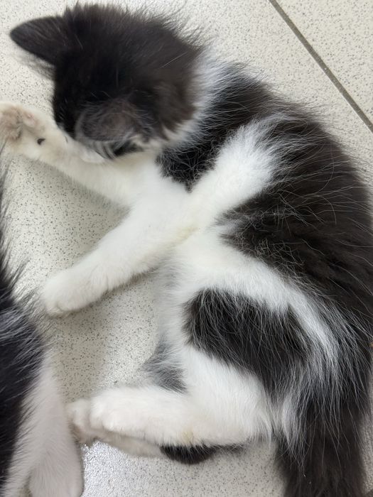Котята с доставкой