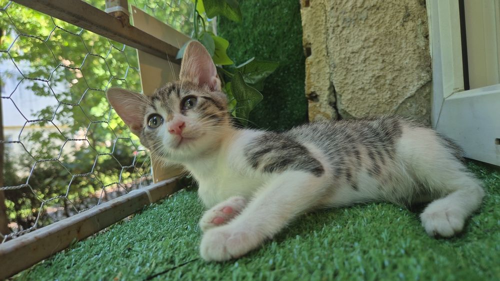 Pui de pisica spre adoptie