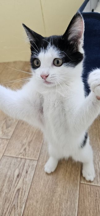 Котёнок в добрые руки