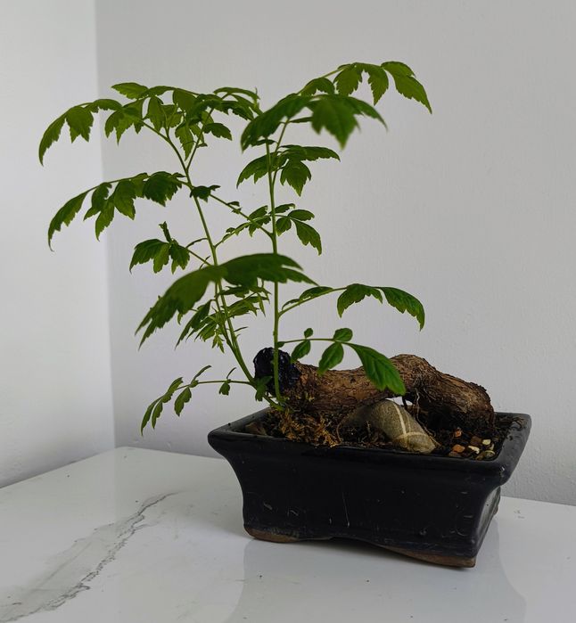 Bonsai bonSai BO