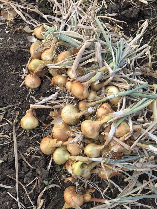 Домашен градински лук