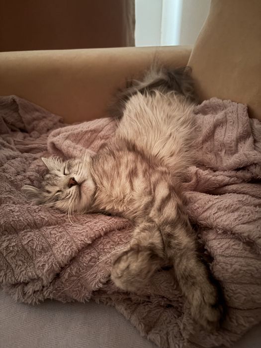 Отадм кошку бесплатно !!!