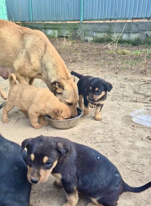 Отдам в добрые руки