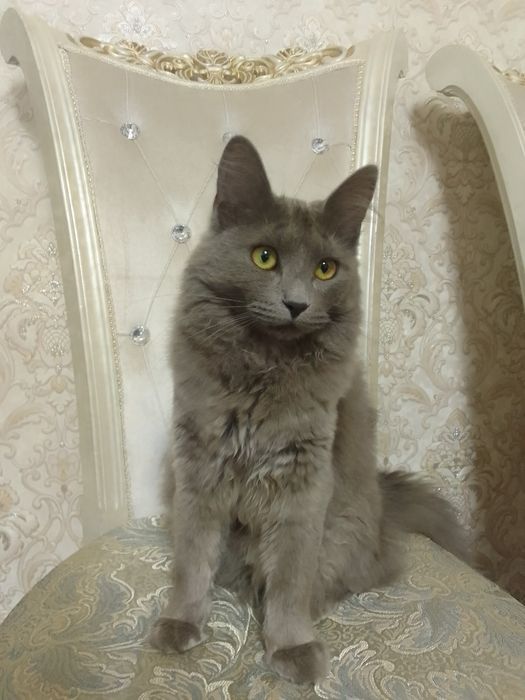 Кошка  Парода Менкун