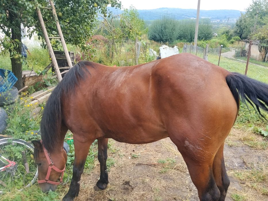 Iapă de vânzare 5 ani