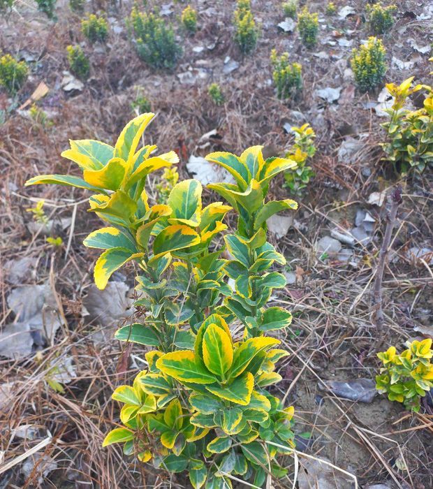 Shamshot. Beeline. Gold. Arra barg. Qush tili