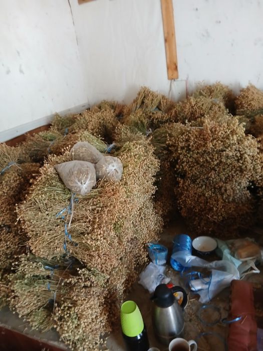 Продаётся гармала