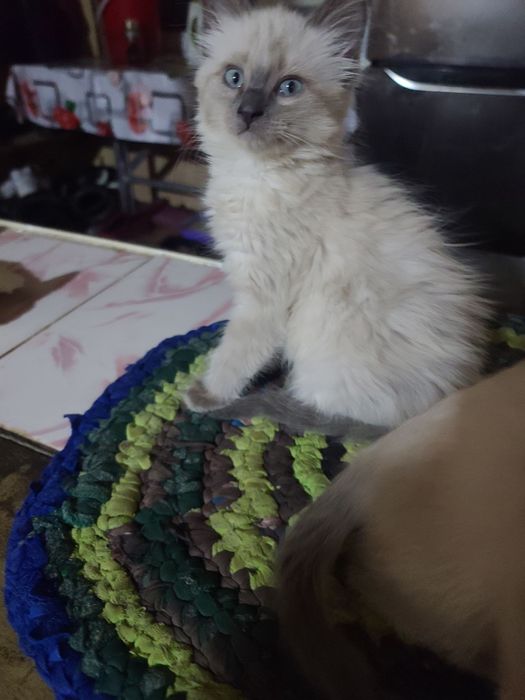 продаются сиамские котята