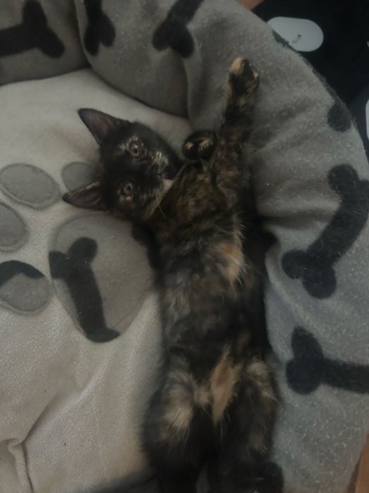 pisicute spre adoptie