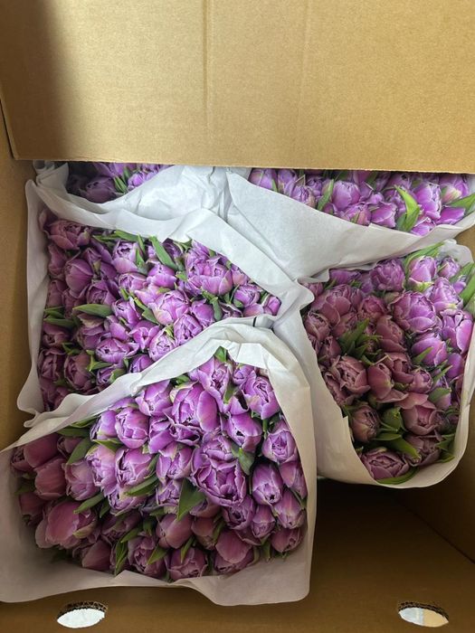 Продам тюльпаны