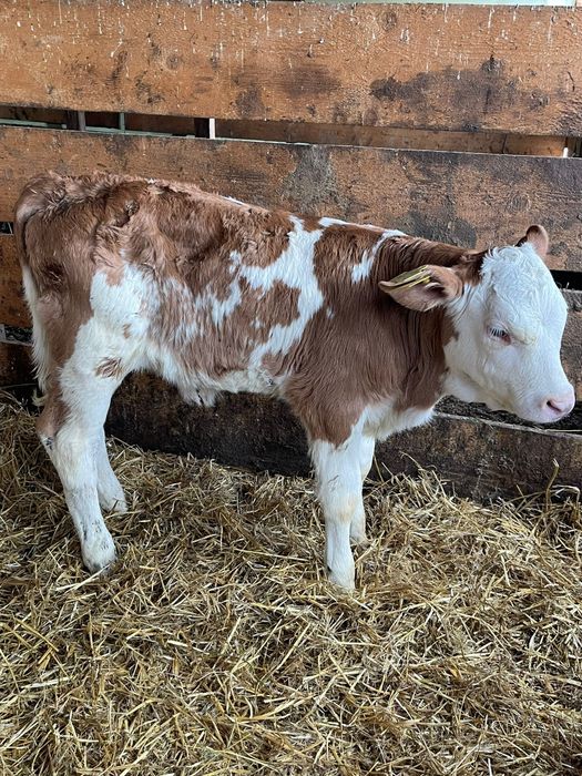 Tăurași și vitele