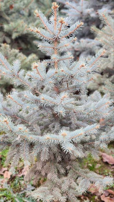 Tezkor Chegirma! Скидка! голубая ель елка | ел | archa | арча | el