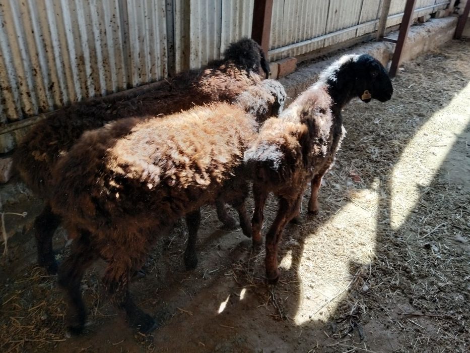 Шаруа саулыкпен токты сатылады