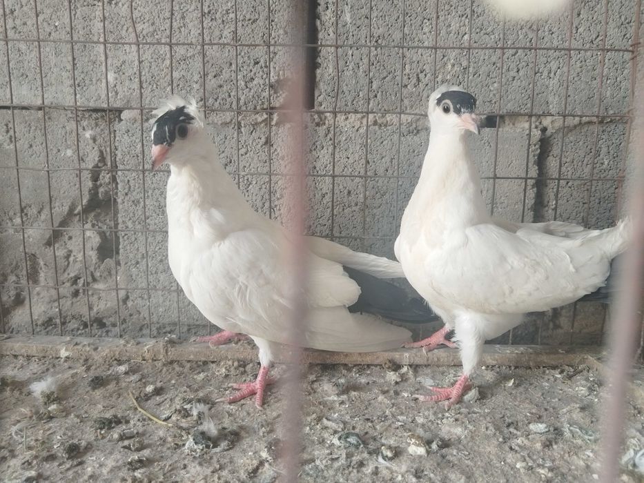 Московский монах