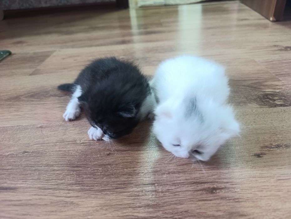 продам котят веслоухие