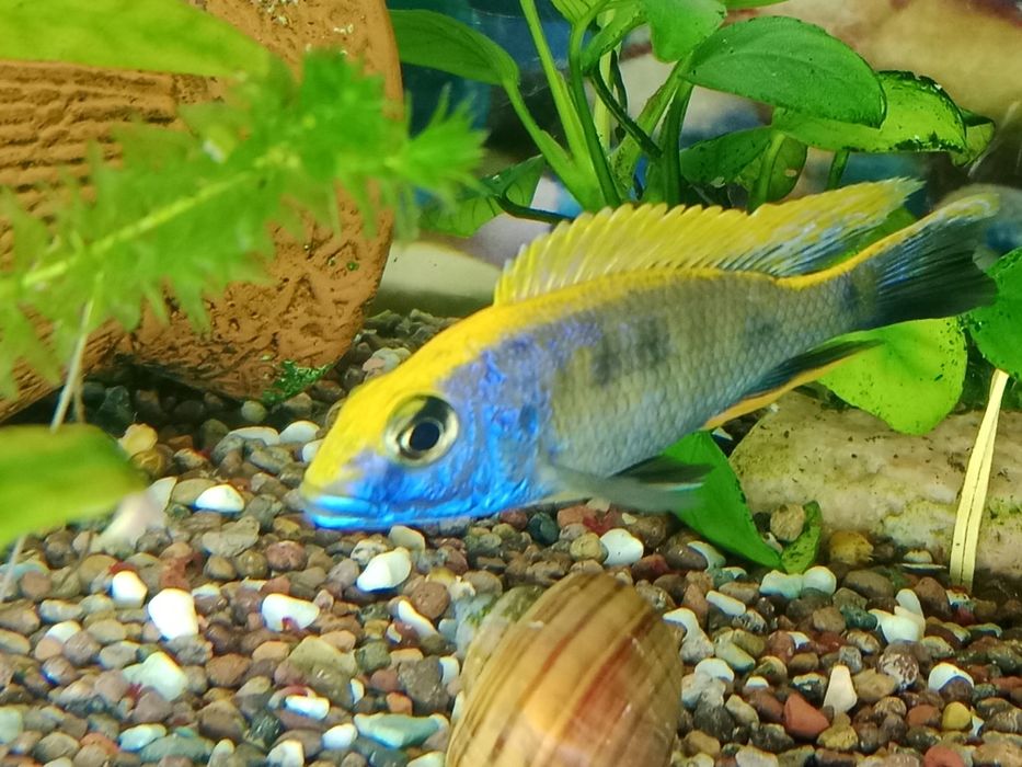 Цехдид отофаринкс