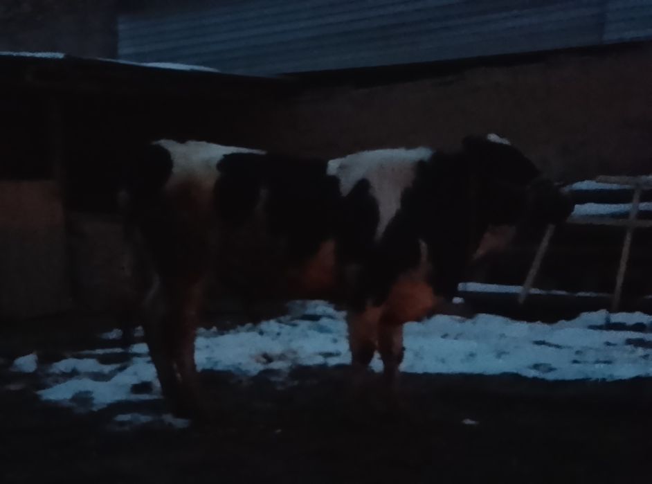 Продается бык 550000