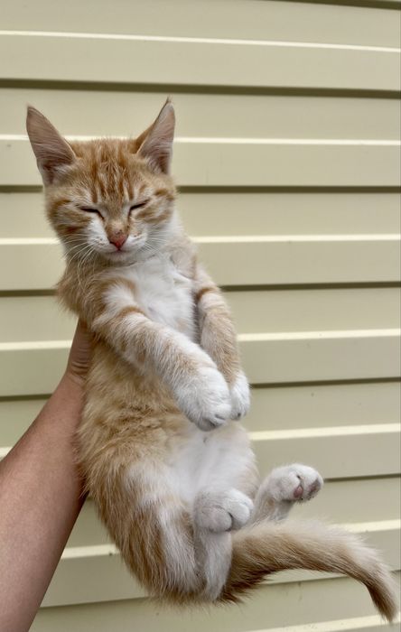 Котята,4 месяца,мальчики