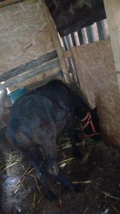 Vând mânz de 3 luni