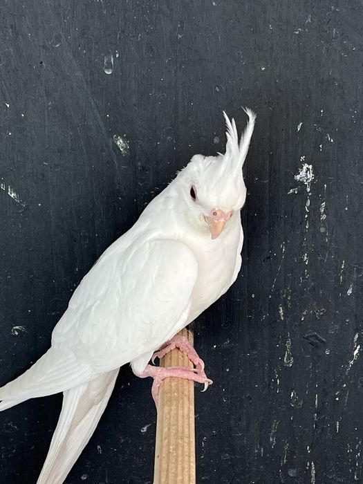 Nimfe    Perechi disponibil !