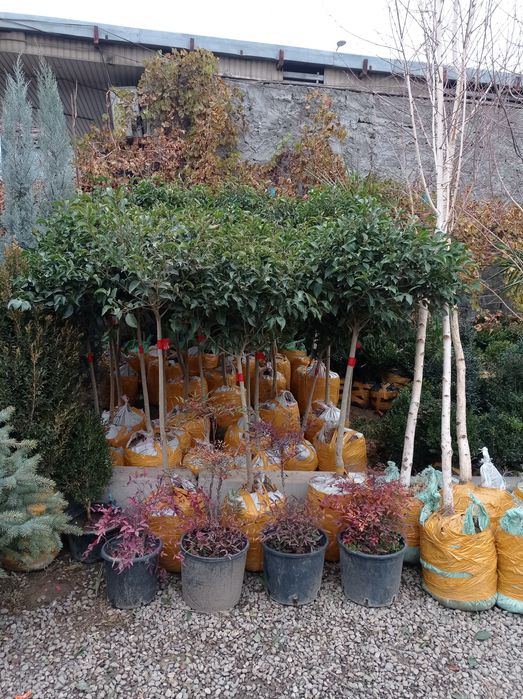 Арча хархил турдаги