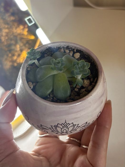 Набор с эхеверией из гипса