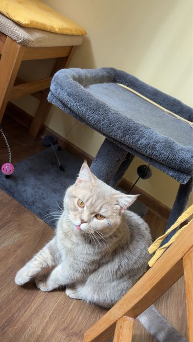 Подарявам породисто коте