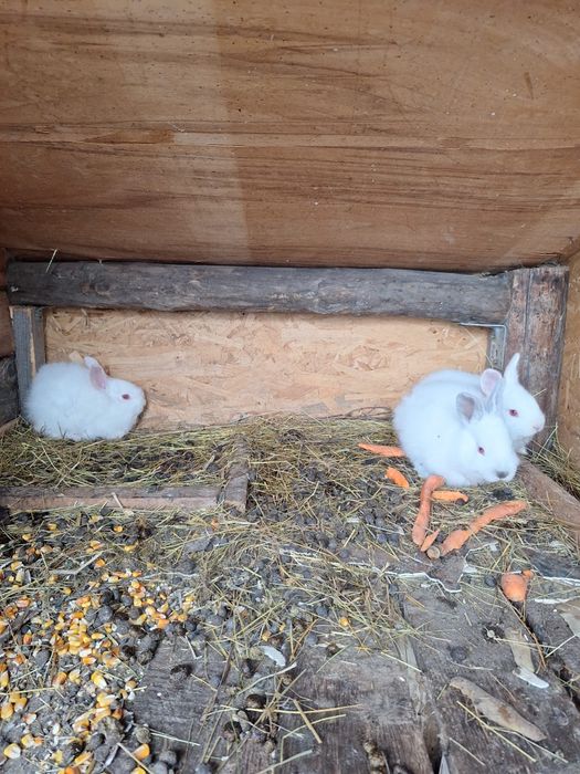 Vând 3 iepurași californieni