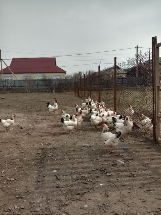 Адлер тауықтары.