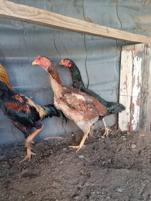 Дакан тауық ннннннн