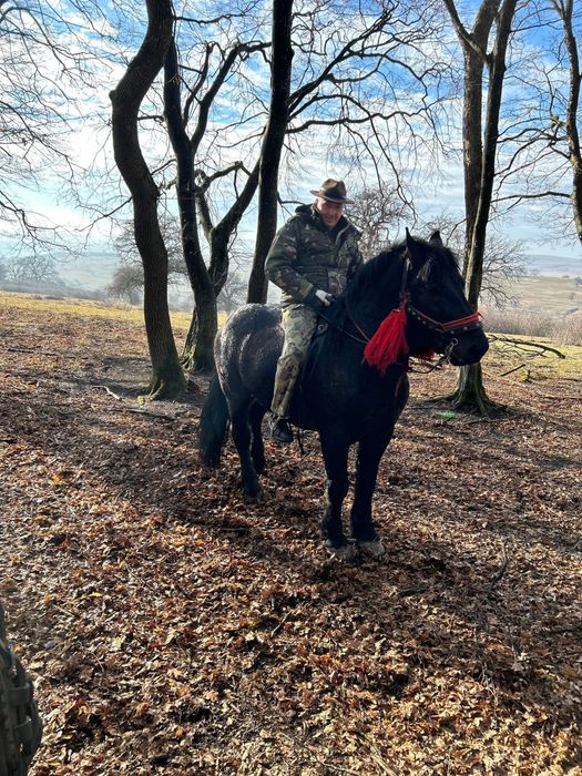 Vand armăsar  ardenez