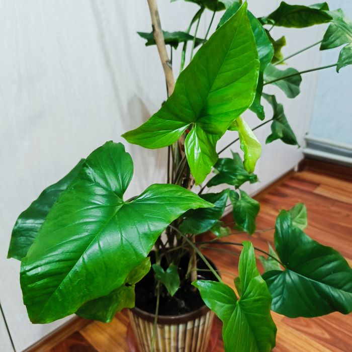 Комнатные растения -Сингониум