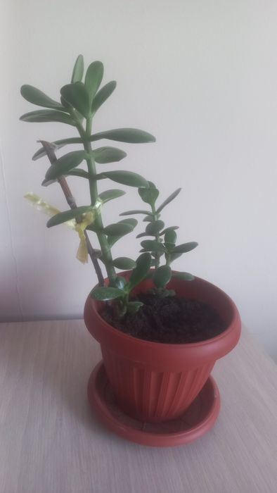 Денежное дерево цветок