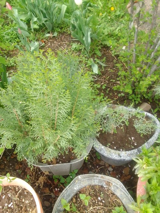 Туя деревья обыкновенная