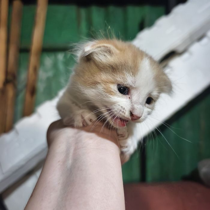 Отдам котят даром