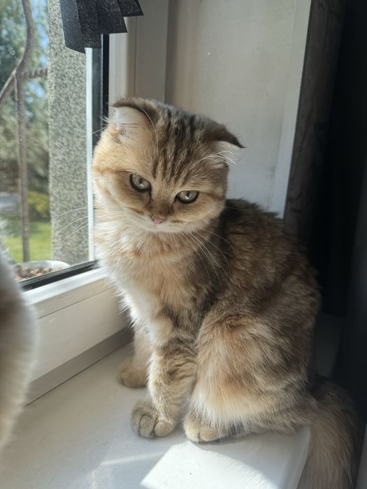 Продажа котят с родословной