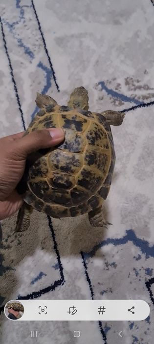 Продаётся две  большие черепаха цена за двоих 160 000 сум