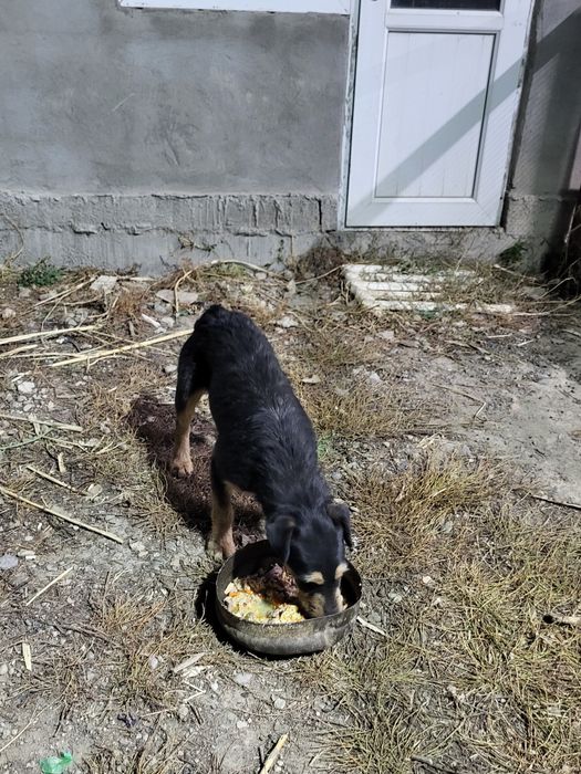 Ягдтерьер күшігі